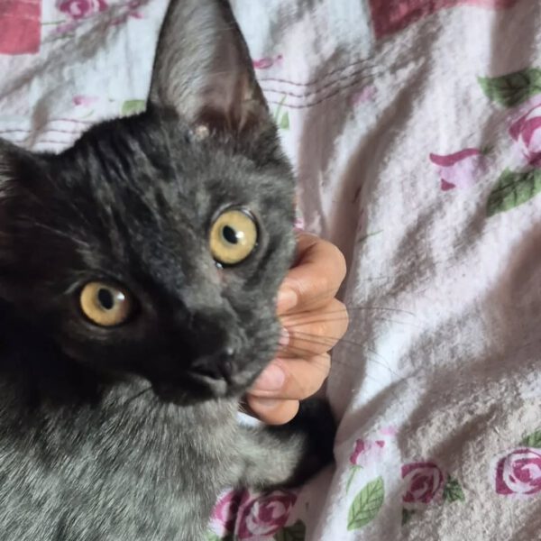 TIANA, Katze, 05/2025 – Bild 5
