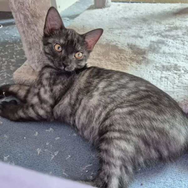 TIANA, Katze, 05/2025 – Bild 6