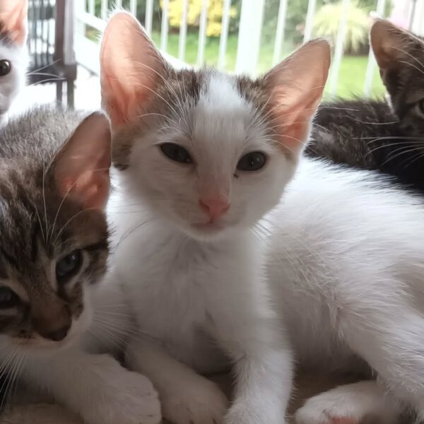 NIGIRI, Katze, 06/2025 – Bild 5