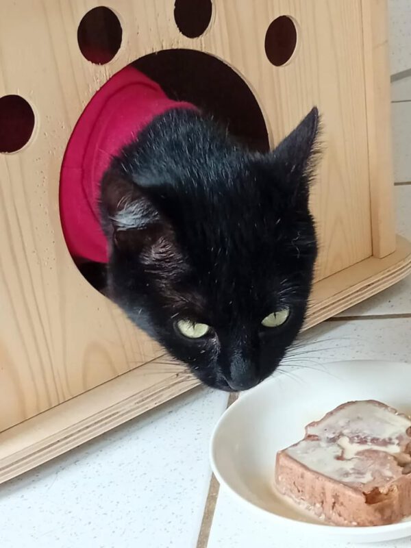 MOMO, Katze, 2023/2024, leukose-positiv – Bild 2