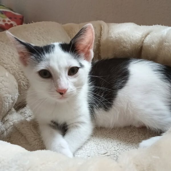 SURIMI, Katze, 06/2025 – Bild 5