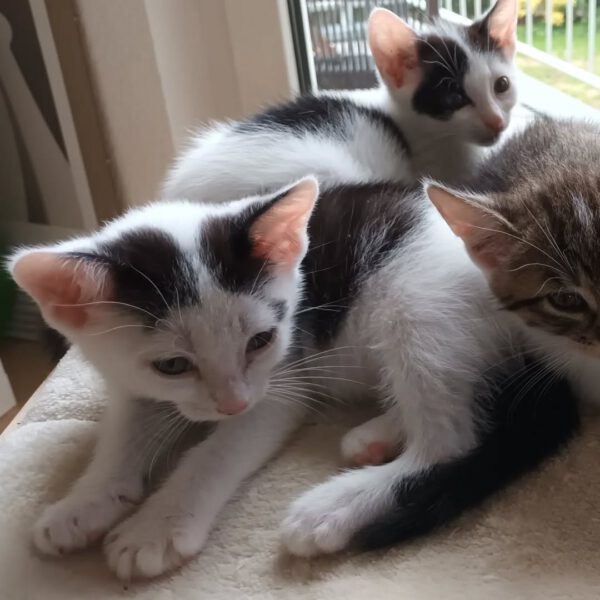 SURIMI, Katze, 06/2025 – Bild 3