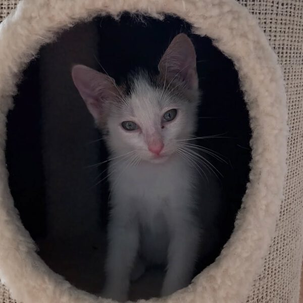 NIGIRI, Katze, 06/2025 – Bild 6