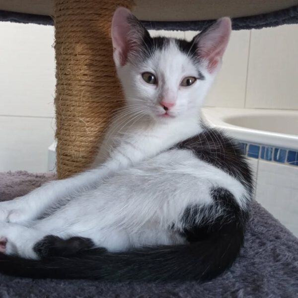 SURIMI, Katze, 06/2025 – Bild 4