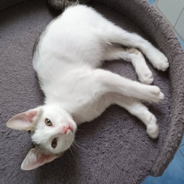 NIGIRI, Katze, 06/2025
