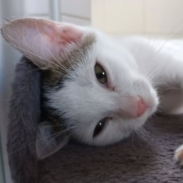 NIGIRI, Katze, 06/2025 – Bild 8