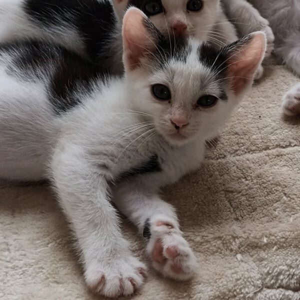SURIMI, Katze, 06/2025 – Bild 2