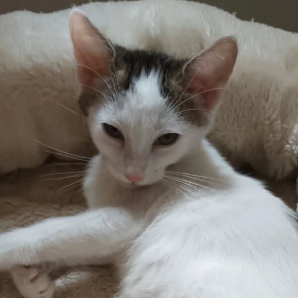 NIGIRI, Katze, 06/2025 – Bild 2