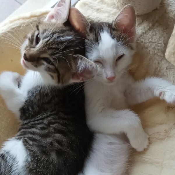 NIGIRI, Katze, 06/2025 – Bild 7