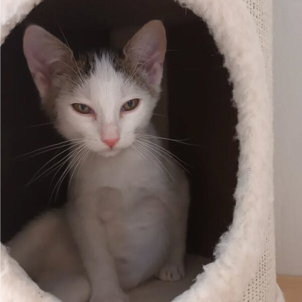 NIGIRI, Katze, 06/2025 – Bild 3