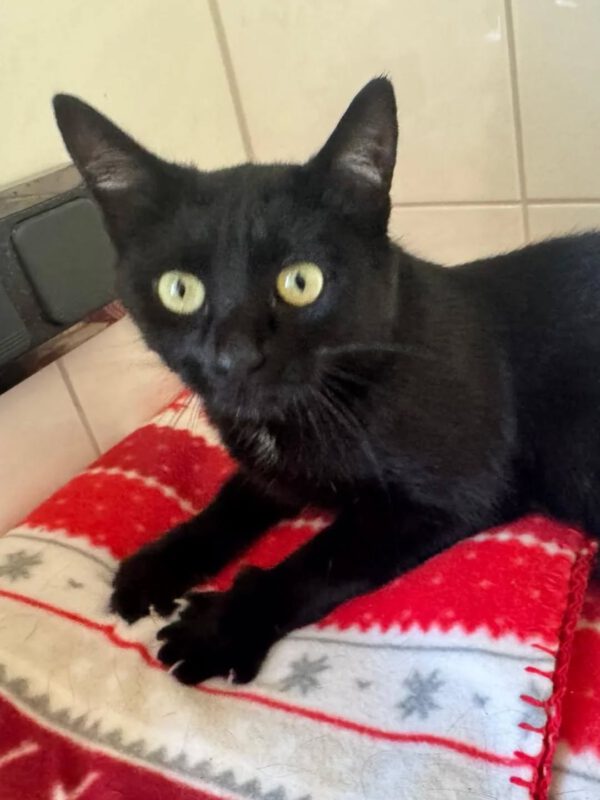 MOMO, Katze, 2023/2024, leukose-positiv – Bild 3