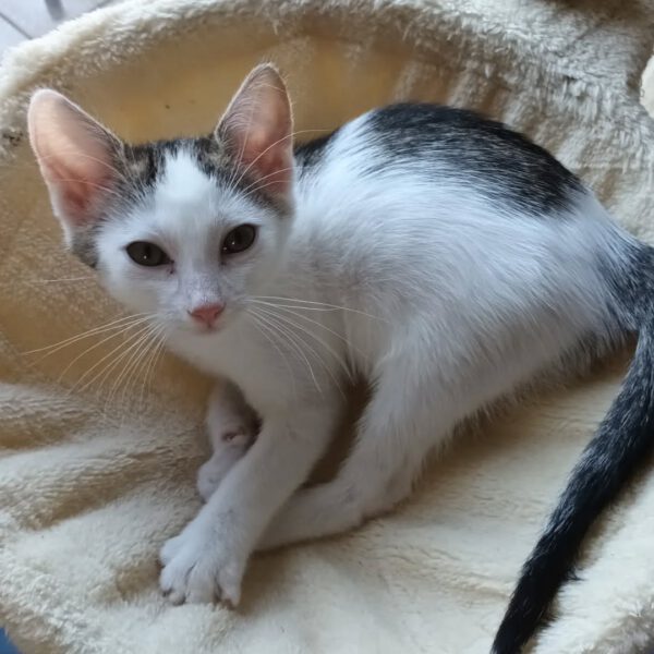 NIGIRI, Katze, 06/2025 – Bild 4