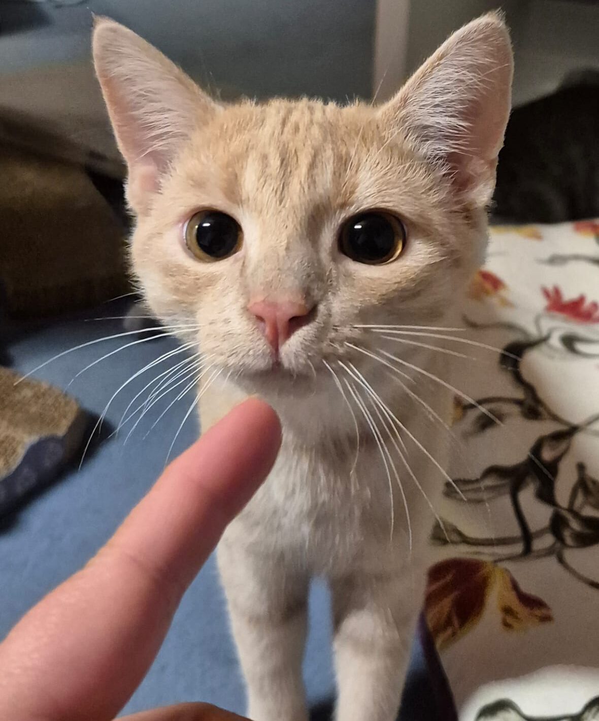 FLYNN, Kater, 05/2025 – Bild 5