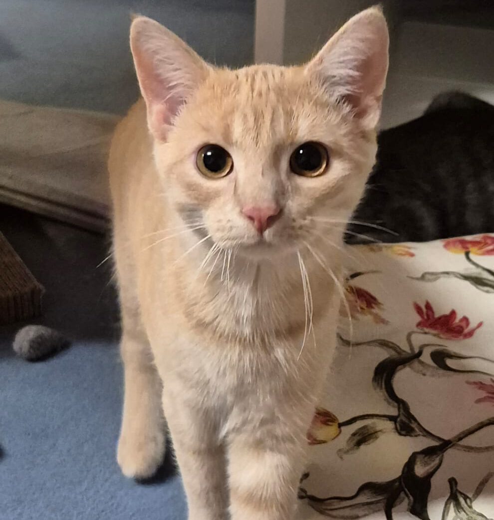 FLYNN, Kater, 05/2025