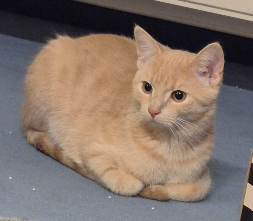 FLYNN, Kater, 05/2025 – Bild 6