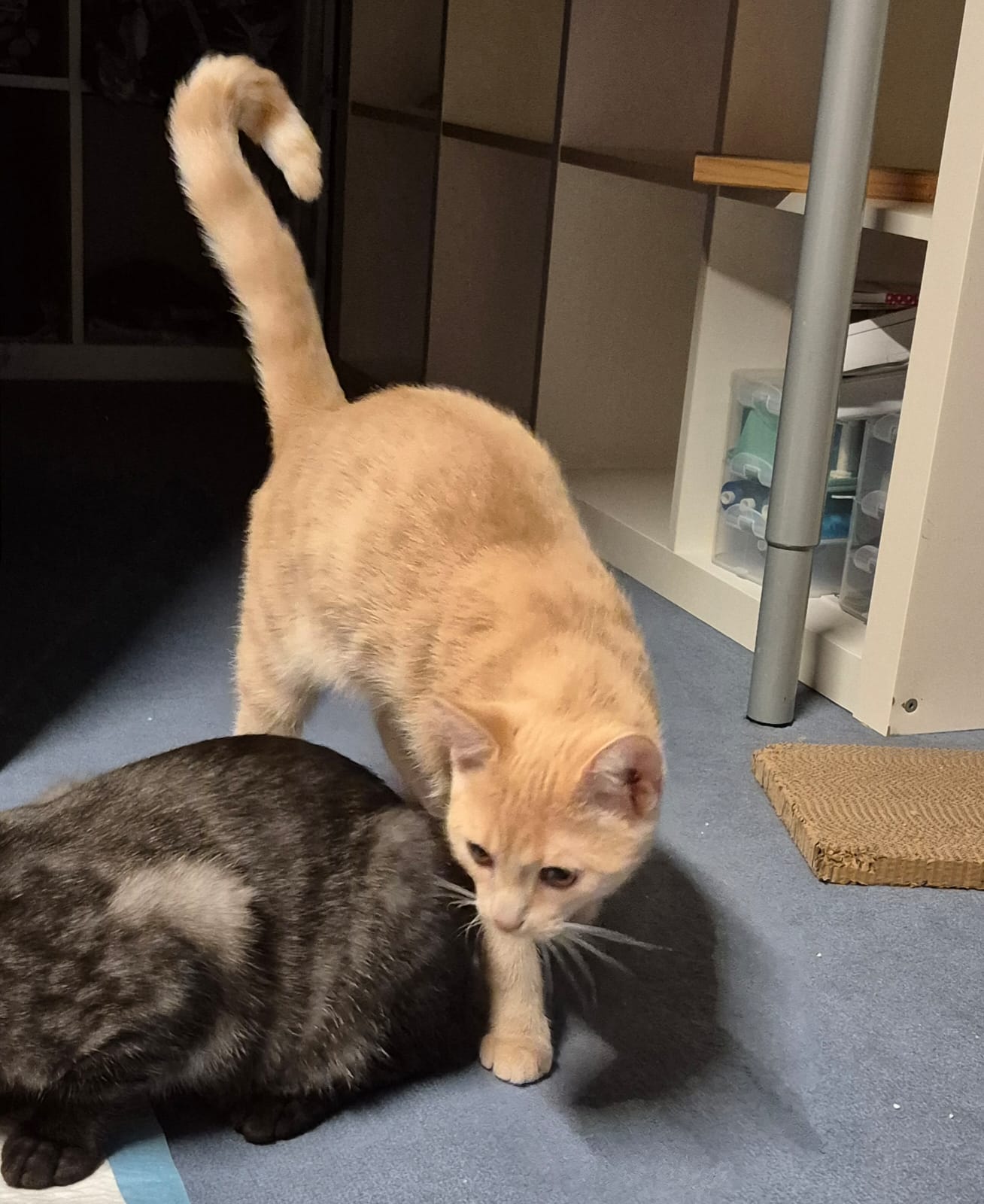 FLYNN, Kater, 05/2025 – Bild 9