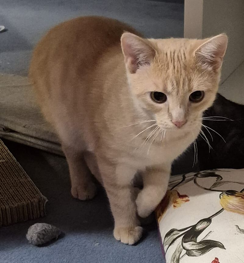 FLYNN, Kater, 05/2025 – Bild 10