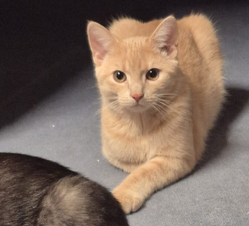 FLYNN, Kater, 05/2025 – Bild 8