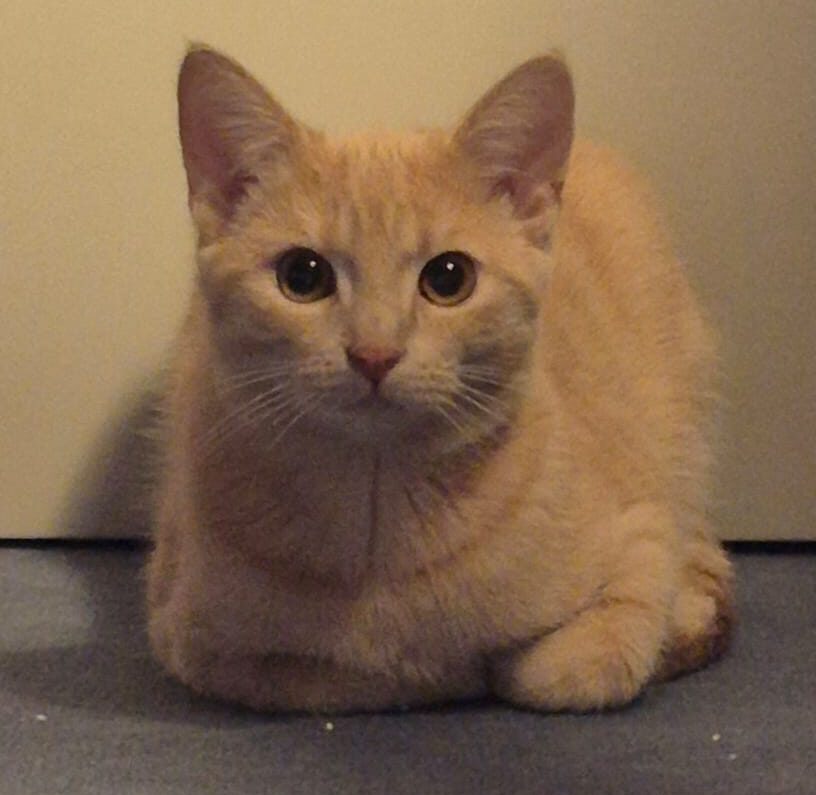 FLYNN, Kater, 05/2025 – Bild 7