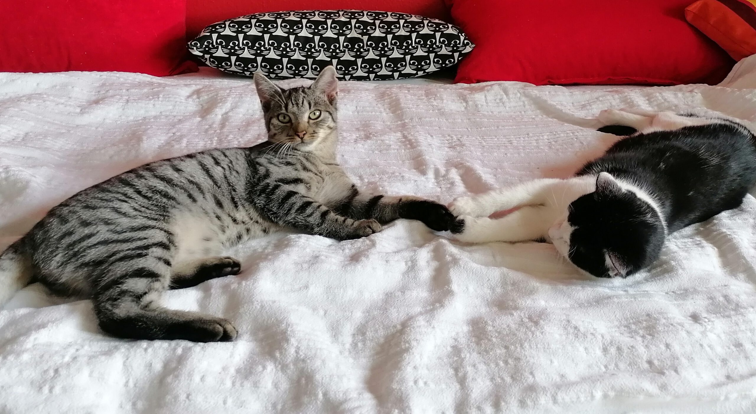 TEMARI, Kater, 06/2025 – Bild 8