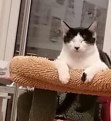 TEMARI, Kater, 06/2025 – Bild 5