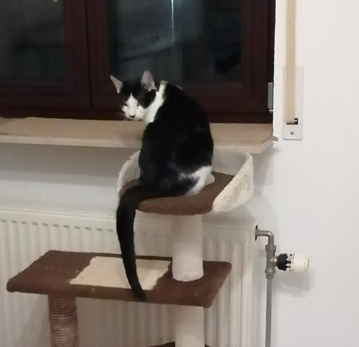 TEMARI, Kater, 06/2025 – Bild 6