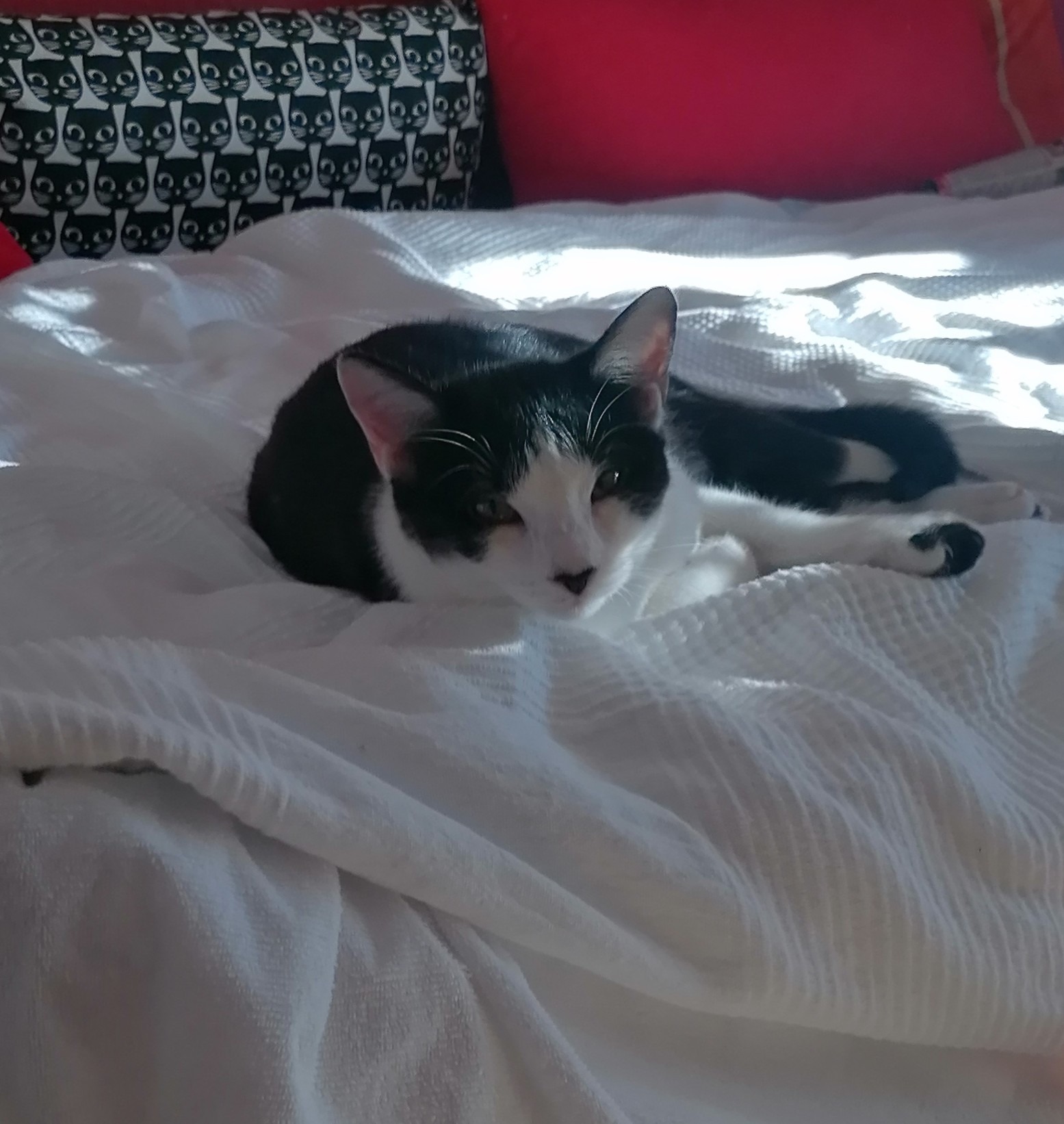 TEMARI, Kater, 06/2025 – Bild 7