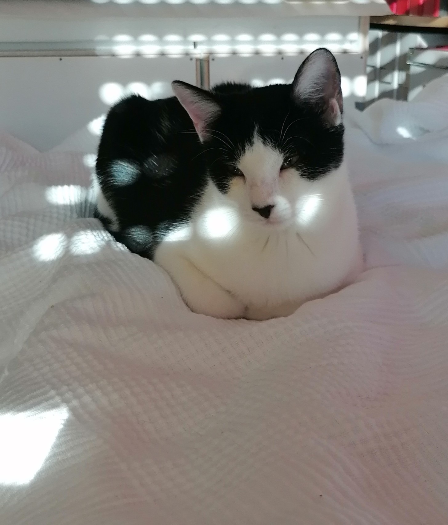 TEMARI, Kater, 06/2025 – Bild 4