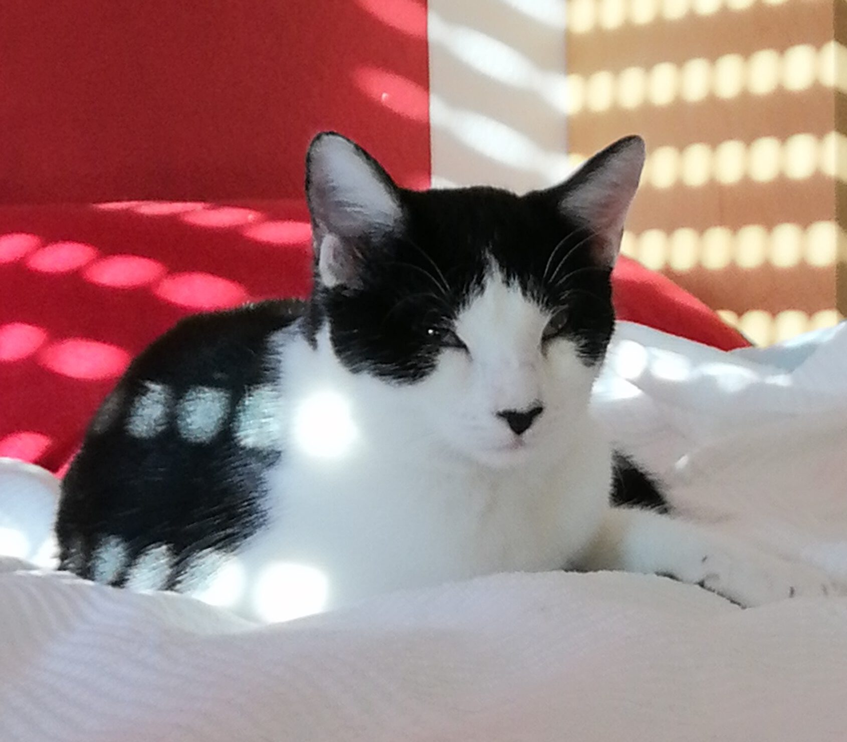 TEMARI, Kater, 06/2025