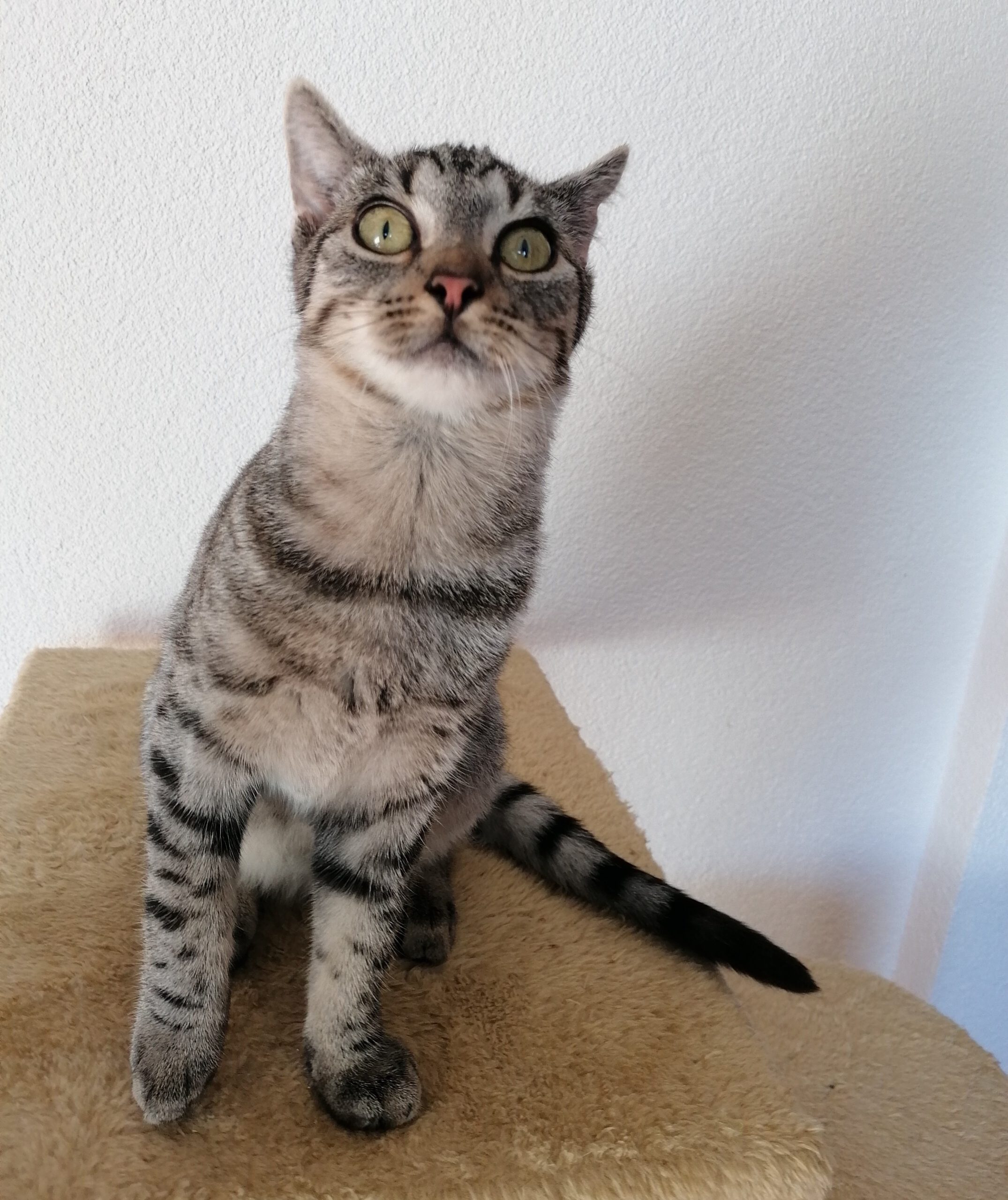 CAMPINO, Kater, 06/2025 – Bild 2