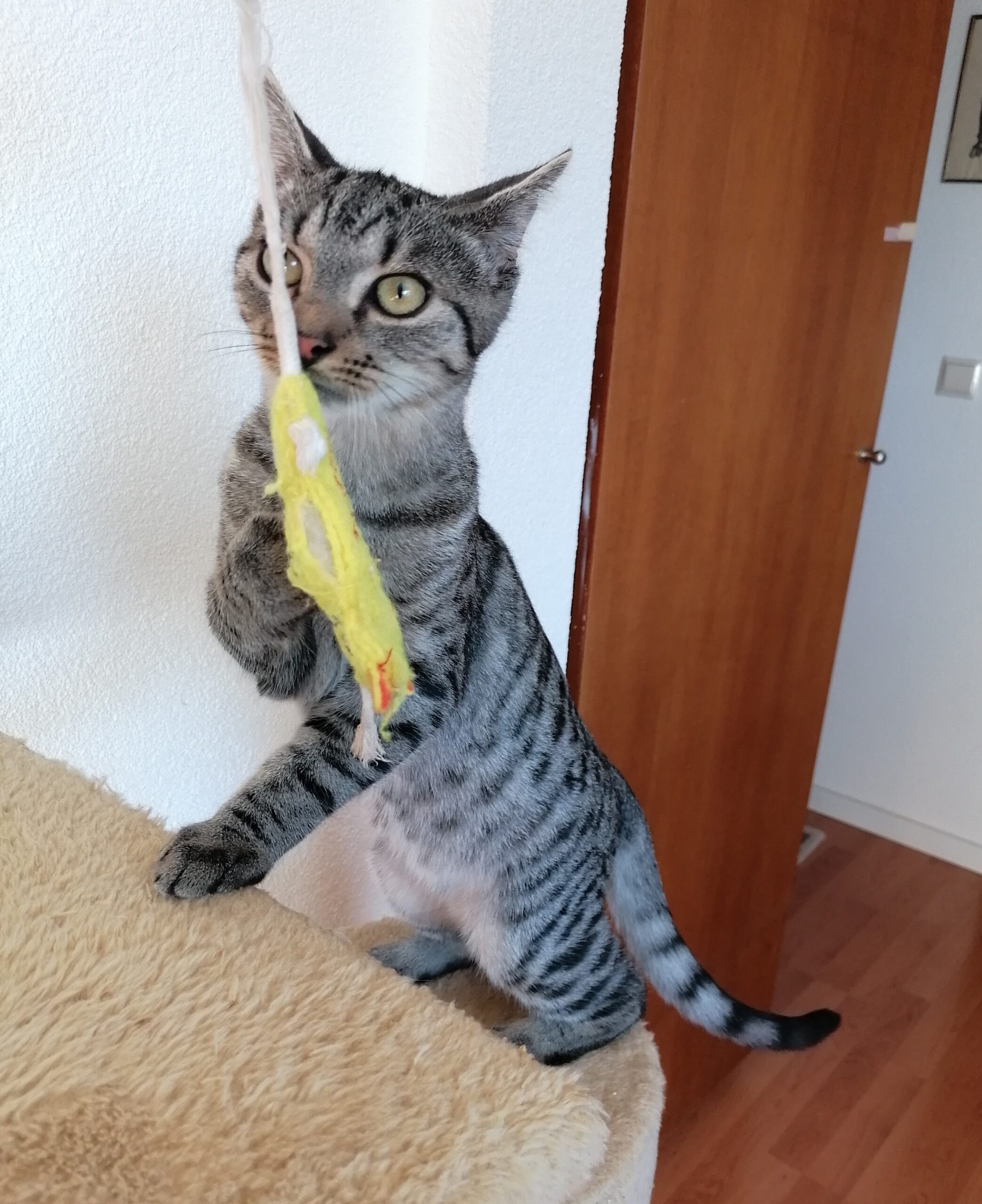 CAMPINO, Kater, 06/2025 – Bild 3