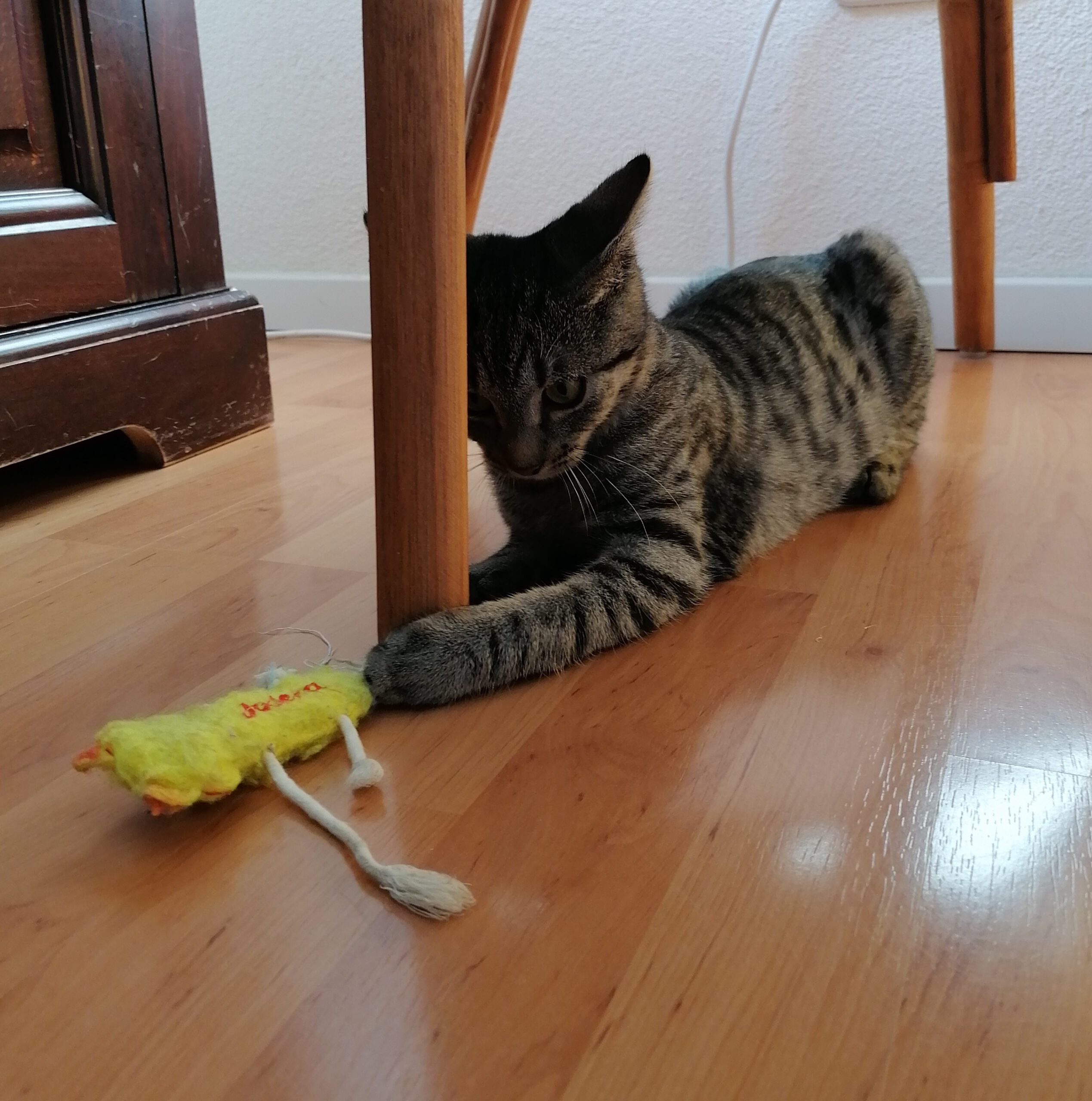 CAMPINO, Kater, 06/2025 – Bild 4