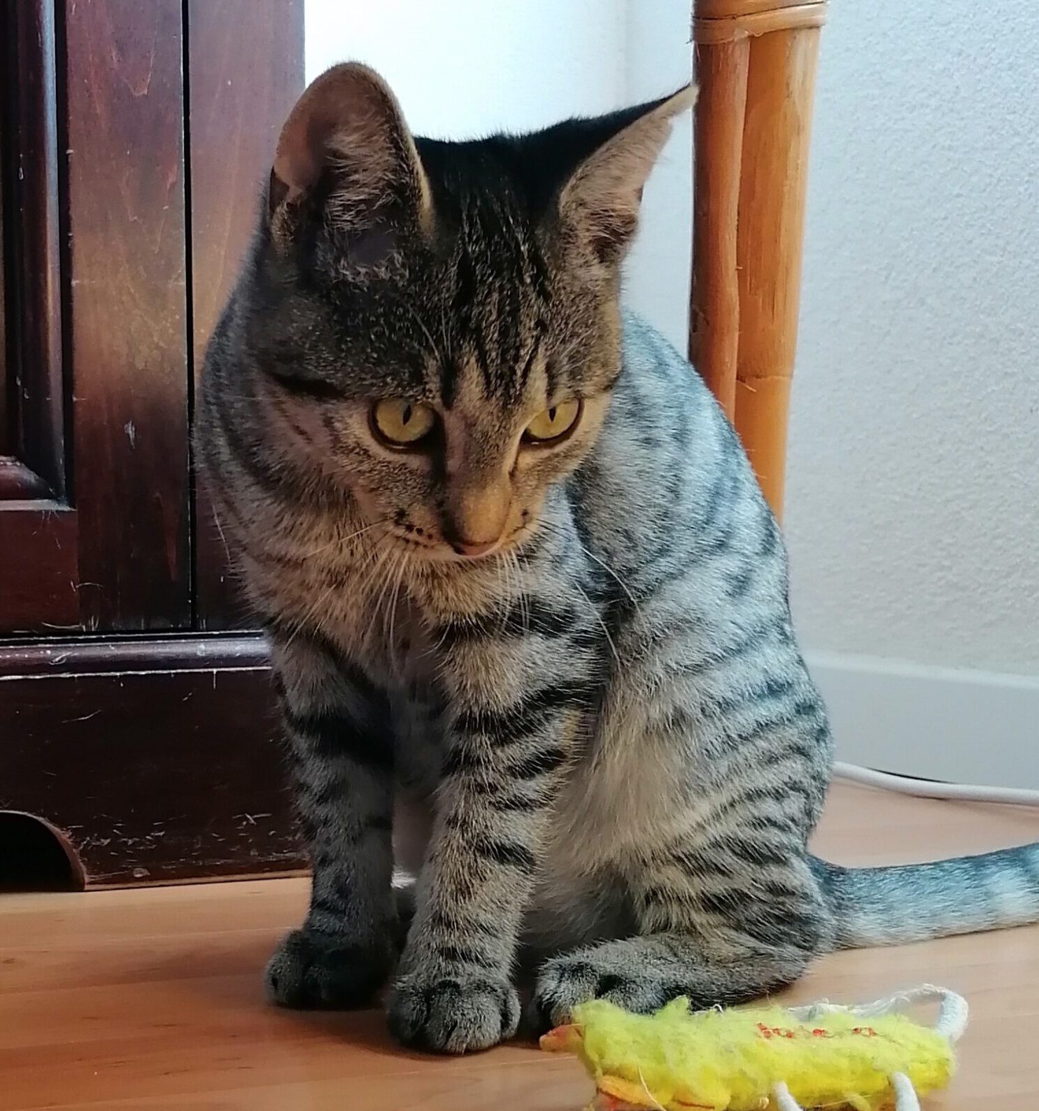 CAMPINO, Kater, 06/2025