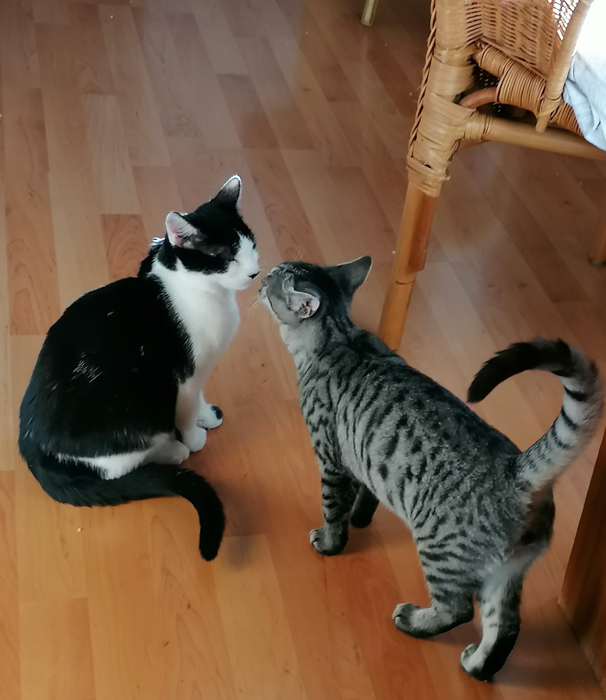 CAMPINO, Kater, 06/2025 – Bild 5