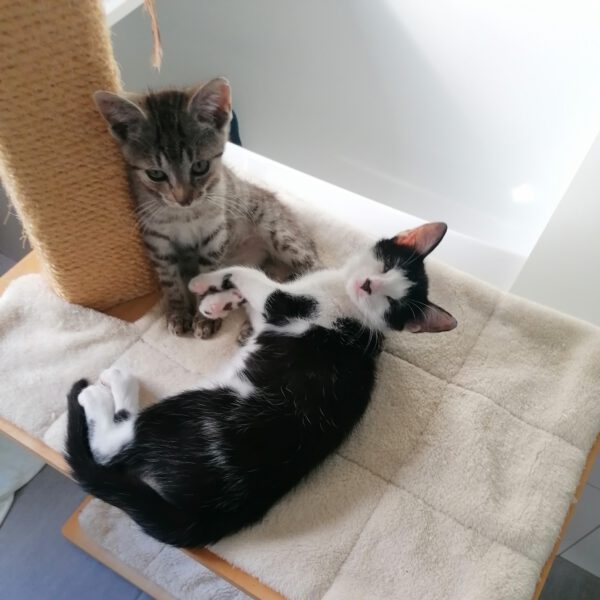 CAMPINO, Kater, 06/2025 – Bild 6