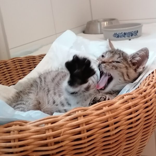 CAMPINO, Kater, 06/2025 – Bild 3