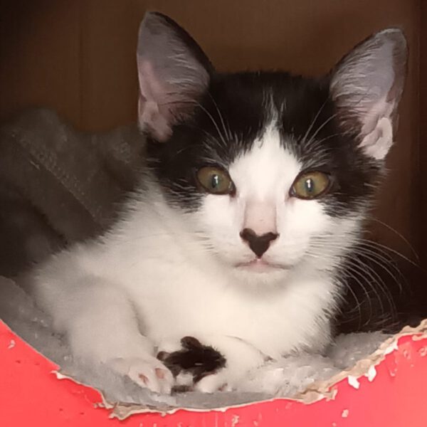 TEMARI, Kater, 06/2025