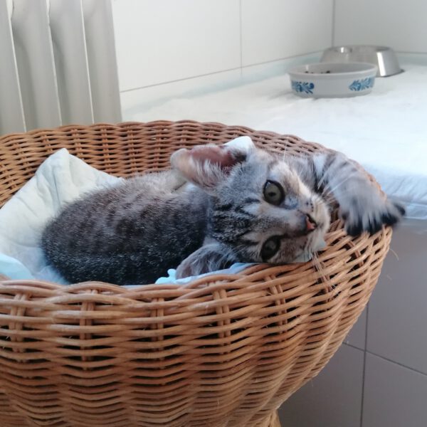 CAMPINO, Kater, 06/2025 – Bild 5