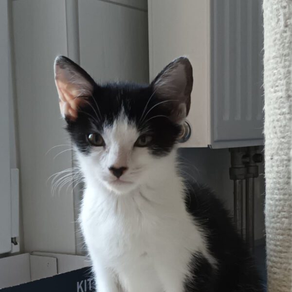 TEMARI, Kater, 06/2025 – Bild 3