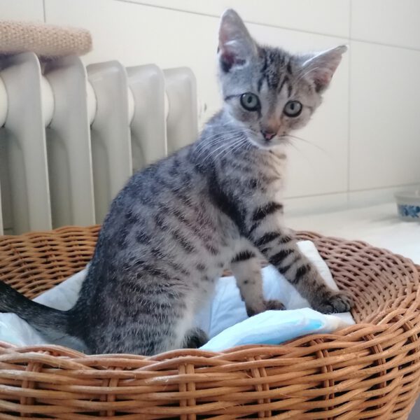 CAMPINO, Kater, 06/2025