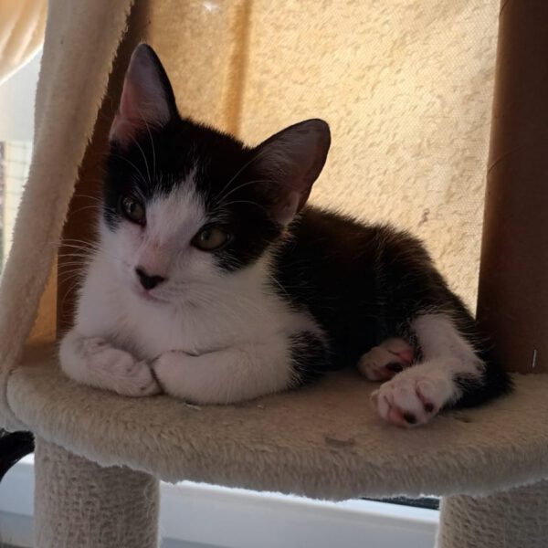 TEMARI, Kater, 06/2025 – Bild 2