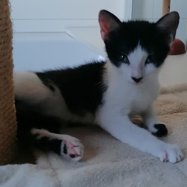 TEMARI, Kater, 06/2025 – Bild 5