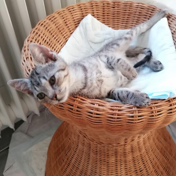 CAMPINO, Kater, 06/2025 – Bild 4