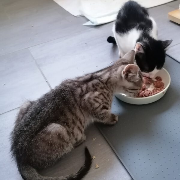 CAMPINO, Kater, 06/2025 – Bild 2