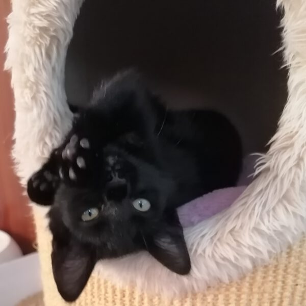 SHIRLEY, Katze, 06/2025 – Bild 3
