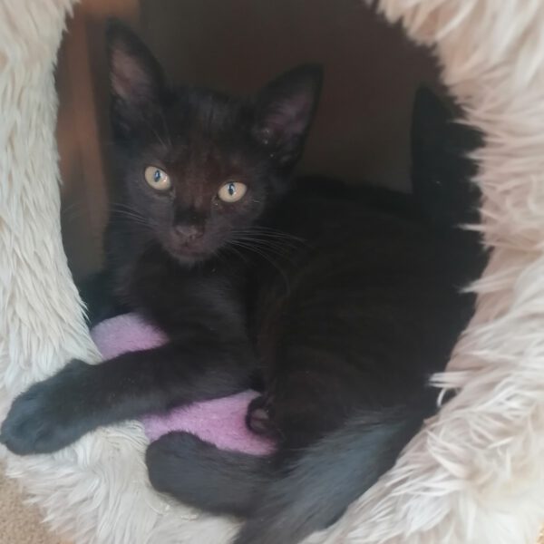 SHIRLEY, Katze, 06/2025
