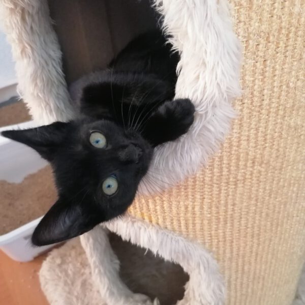 SHIRLEY, Katze, 06/2025 – Bild 2