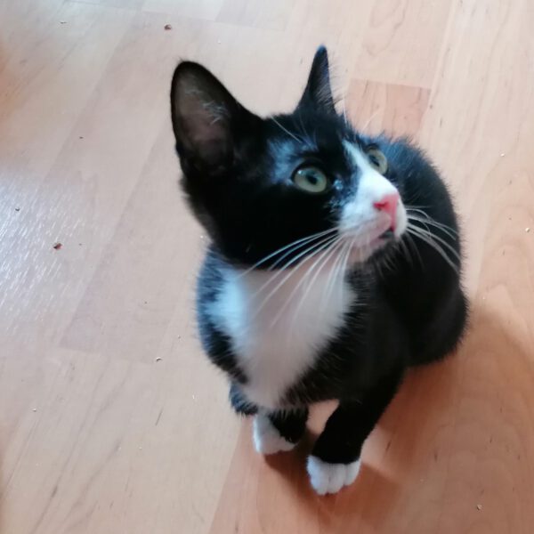 FRANKLIN, Kater, 06/2025 – Bild 4