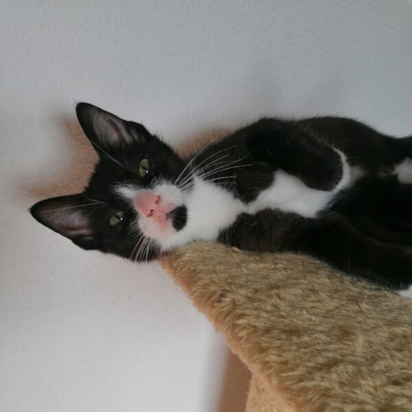 FRANKLIN, Kater, 06/2025 – Bild 3