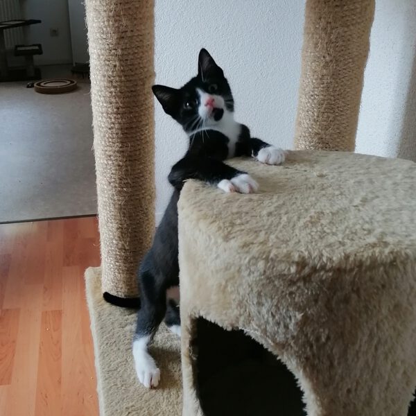 FRANKLIN, Kater, 06/2025 – Bild 5